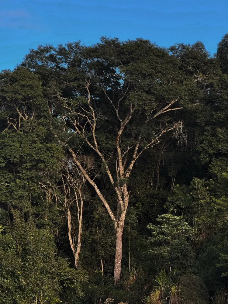 Árvore nativa da mata do Recanto Salto Boa Vista